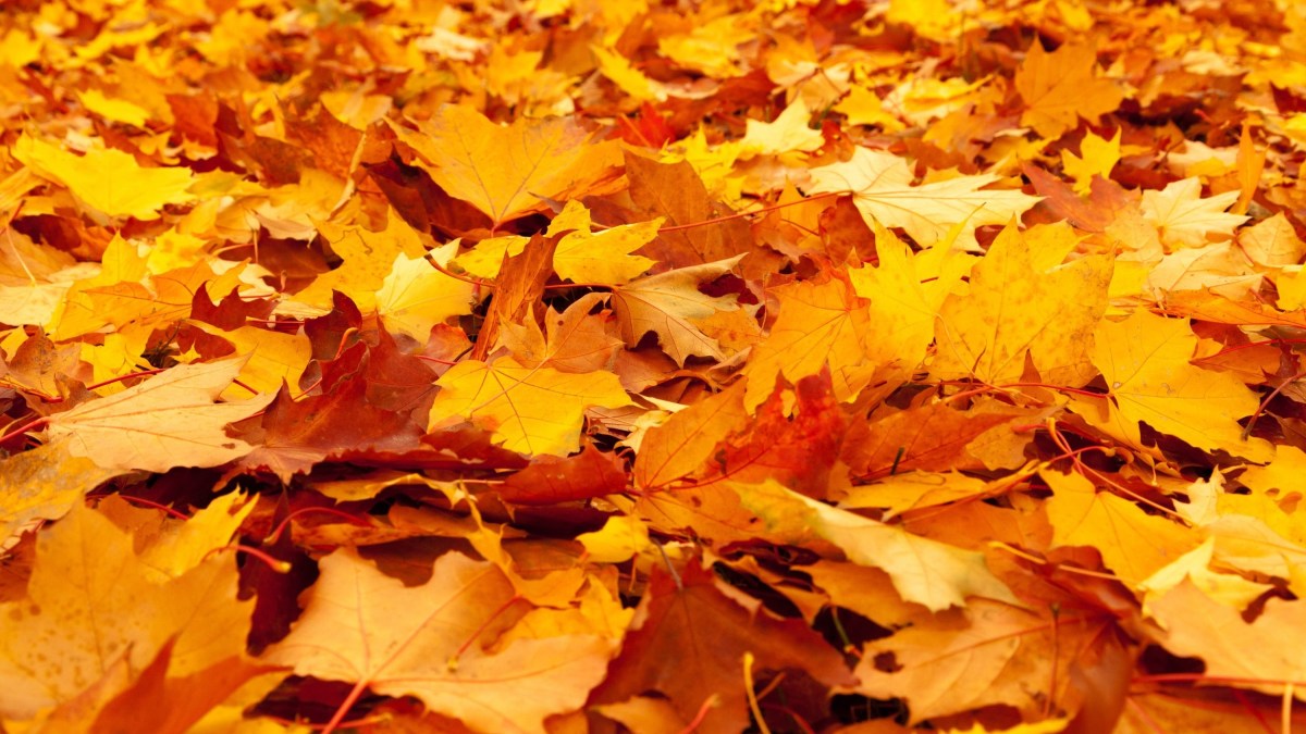🍂 Herbstferien – Zeit zum Durchatmen und Krafttanken&nbsp;🍁